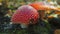 A red fly agaric mushroom with white spots on the cap