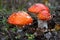 Red fly agaric mushrooms or toadstools growing in the forest. Amanita muscaria, toxic mushrooms. Poisonous mushroom famous for its