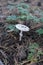 Red fly agaric or Pale grebe, a green deadly poisonous mushroom from the genus Amanita.