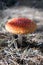 Red fly agaric or Pale grebe, a green deadly poisonous mushroom from the genus Amanita.
