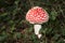 The red fly agaric is a species in Central Europe appearing from June to winter.