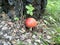 Red fly agaric under a tree