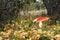 Red flyagaric