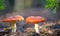 red flyagaric mushroom in forest