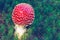 Red flyagaric mushroom in a green moss