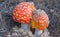 Red flyagaric mushroom growth in autumn forest