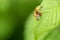 Red flying ladybird on a leaf