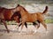 Red foal with an asterisk on his forehead run in the levada