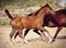 Red foal with an asterisk on his forehead run in the levada