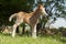 Red foal pony with a white blaze on his head