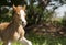 Red foal pony with a white blaze on his head running