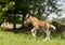 Red foal pony with a white blaze on his head runs