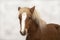 Red foal Shetland pony