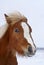 Red foal Shetland pony