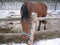 Red foal stands behind the crossbar.