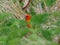 Red fody bird from Mauritius