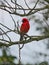 Red Fody bird from Mauritius perching on tree