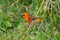 Red Fody Bird perching in natural environment