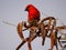 Red Fody Bird perching in natural habitat