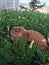 Red fold rabbit in green grass