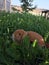 Red fold rabbit in green grass