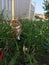 Red fold rabbit in green grass