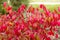 Red foliage bush