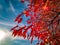 Red foliage of decorative maple on a blue background.