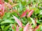 Red foliage kelat Payas ,Syzygium australe Big Red Lilly Pilly