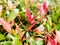 Red foliage kelat Payas ,Syzygium australe Big Red Lilly Pilly