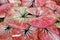 Red Foliage Leaves of Tropical Caladium Plant Natural Pattern Background