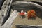 Red foliage of maple seedlings among driftwood at Flagstaff Lake