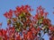 Red foliage of photinia bush