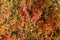 Red foliage of the shrubbery barberry by autumn