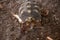 Red-foot tortoise Chelonoidis carbonaria forages along the ground