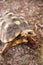 Red-foot tortoise Chelonoidis carbonaria forages along the ground