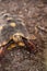 Red-foot tortoise Chelonoidis carbonaria forages along the ground