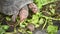 Red foot tortoise eating fresh vegetables as human pet friend in zoo park. Turtles eating green plant. Chelonoidis carbonaria