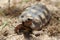 Red-foot Tortoise in the nature,The red-footed tortoise (Chelonoidis carbonarius)