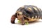 Red-foot Tortoise in the nature,The red-footed tortoise (Chelonoidis carbonarius)