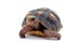 Red-foot Tortoise in the nature,The red-footed tortoise (Chelonoidis carbonarius)