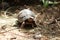 Red-foot Tortoise in the nature,The red-footed tortoise (Chelonoidis carbonarius)