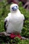 Red Footed Boobie