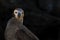 Red footed boobie