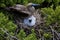 Red-footed Booby   834193