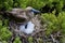 Red-footed Booby   834194