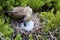 Red-footed Booby   834202