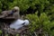Red-footed Booby   834209