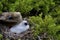 Red-footed Booby   834211