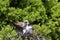 Red-footed Booby   834223